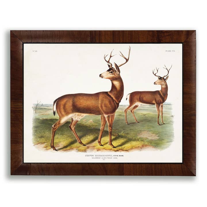 Audobon Black-Tailed Deer for wholesale by Antique Curiosities Inc