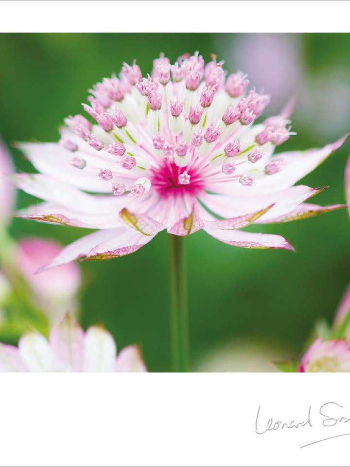 Blank Card - RHS Wisley/Astrantia for wholesale by Leonard Smith