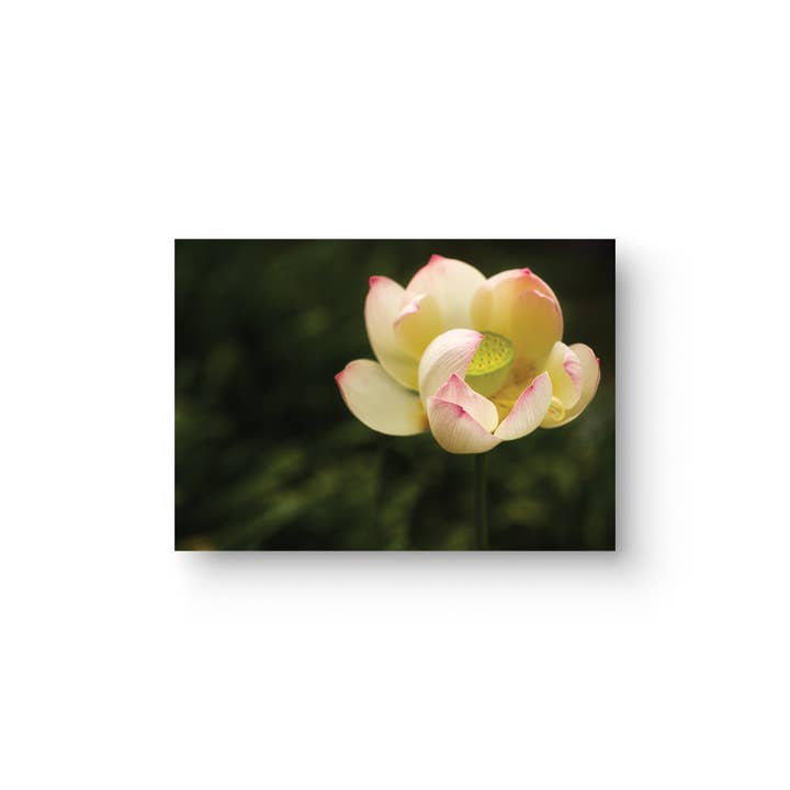 Lotus Creamy Yellow Single 5x7 Lotus Flower Greeting Card for wholesale by Sheryl’s Virtual Garden