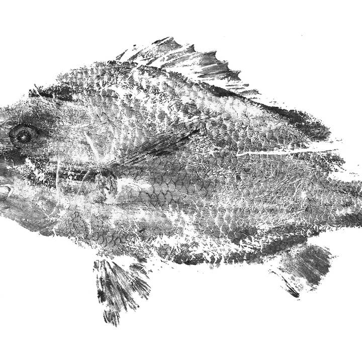 Impresión de póster brillante de tilapia en blanco y negro y otras tendencias de Resultados para tilapia al por mayor. Devoluciones gratuitas y condiciones de pago a 60 días en Faire en Faire.
