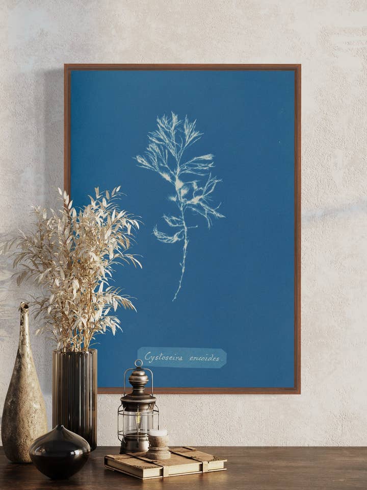 Cystoseira ericoides - Wanddecoratie A4, A3 en A2 van Anna Atkins. Vintage wanddecoratie. Cyanotype, Natuurkunst, Monoprint, Moederdagcadeau voor wholesale door Gabrielle Dalsan