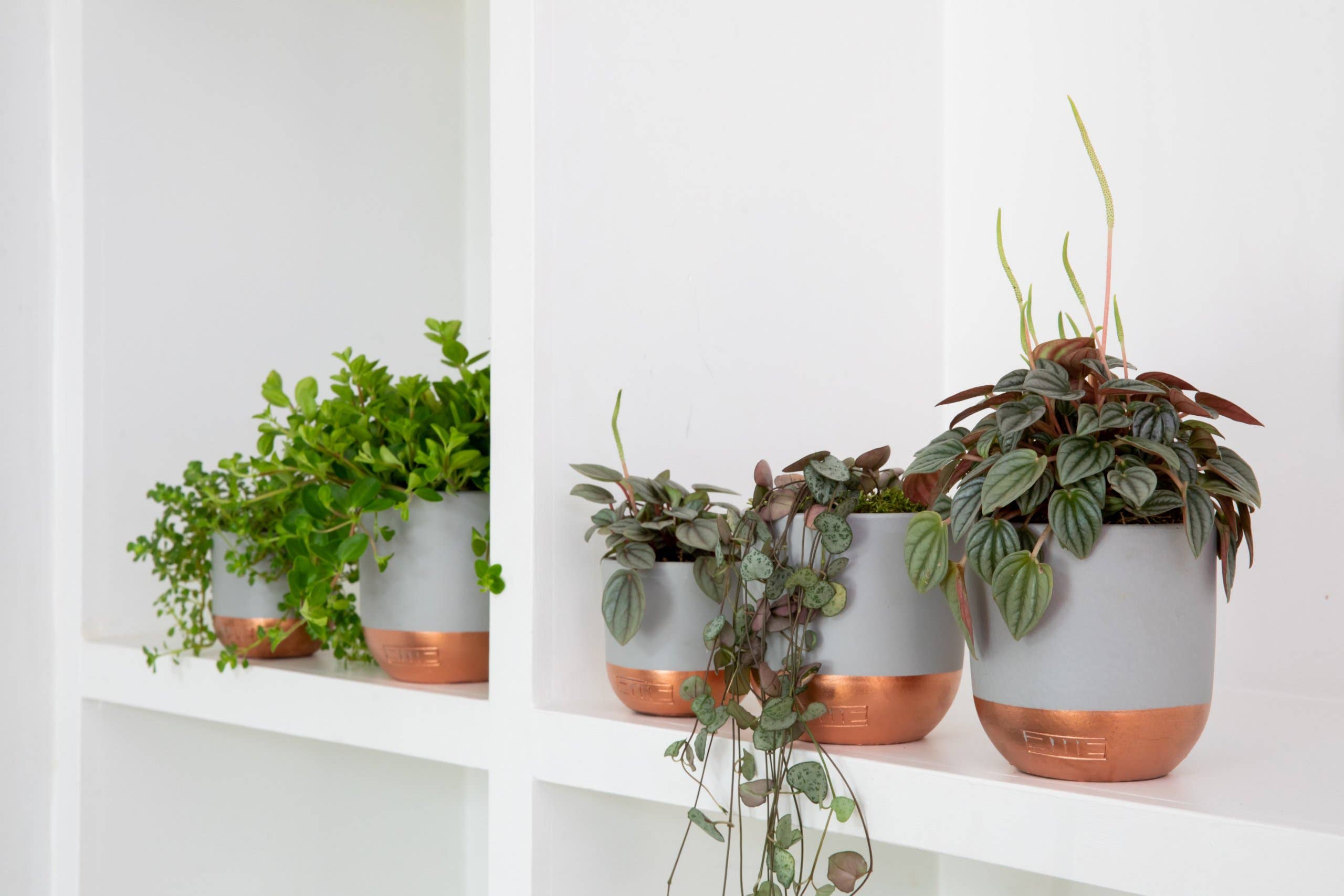 The Little Botanical - Wholesale Plant Pot - Indoor Metallic Dipped Pot/ Planter5