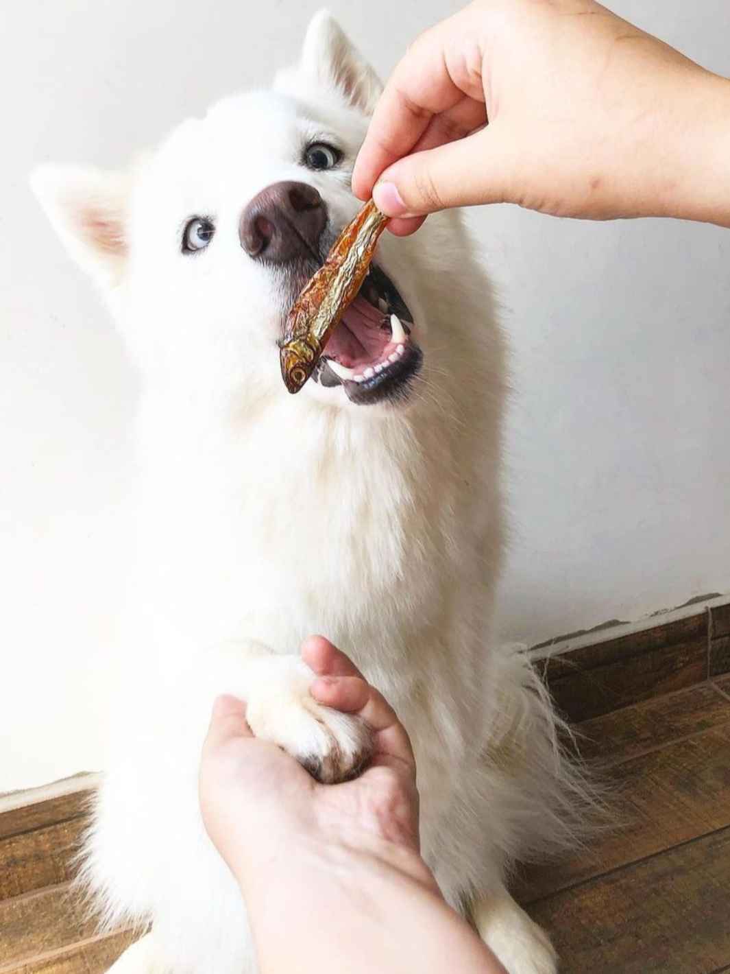 Truffe Délice - Wholesale Pet Treats - Dog - Anchovies1