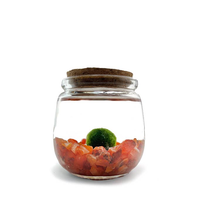 Medium Marimo Moss Ball Terrarium with Carnelian Gemstones for wholesale by Moss Amigos | Moss Ball Terrariums
