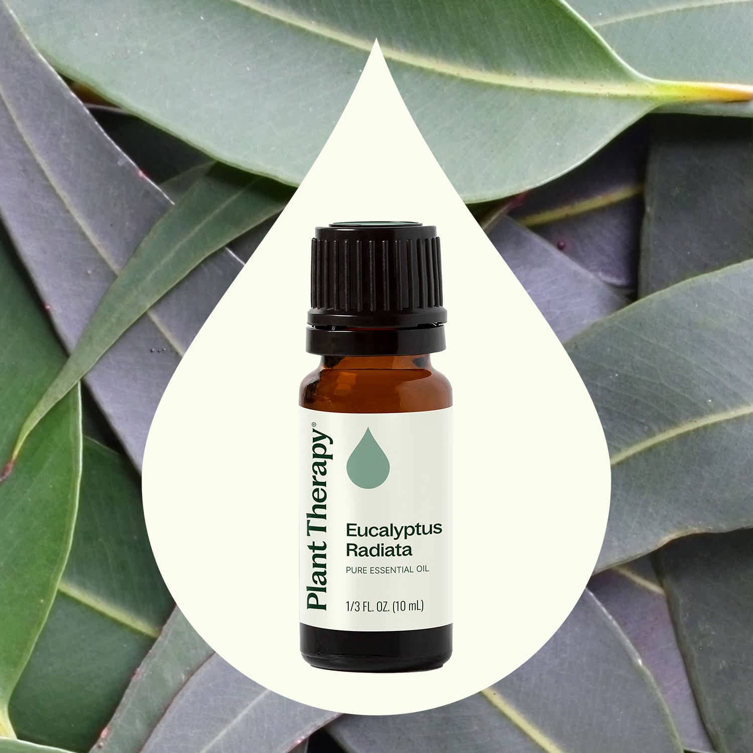 Plant Therapy - Wholesale Etherische olie - Eucalyptus Radiata etherische olie 10 ml1