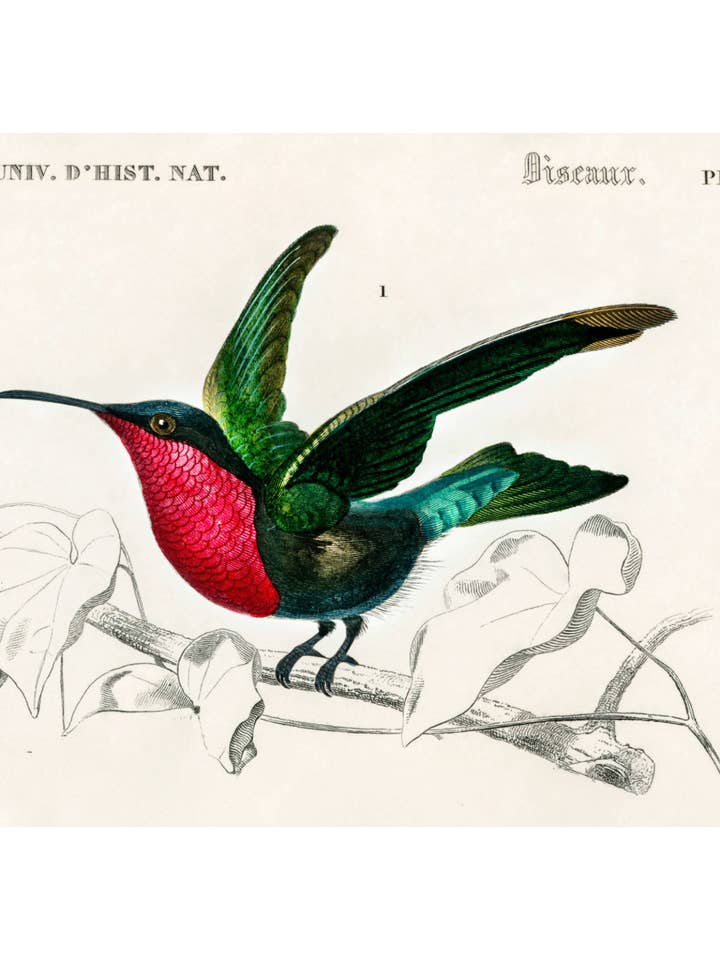 Kolibri for engroshandel hos Sweet Tree Cards