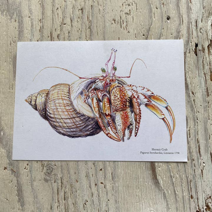 Hermit Crab Print for wholesale by Lifeforms Art