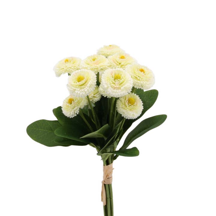 Bellisbund x 7, 33 cm creme for engroshandel hos Floratexx
