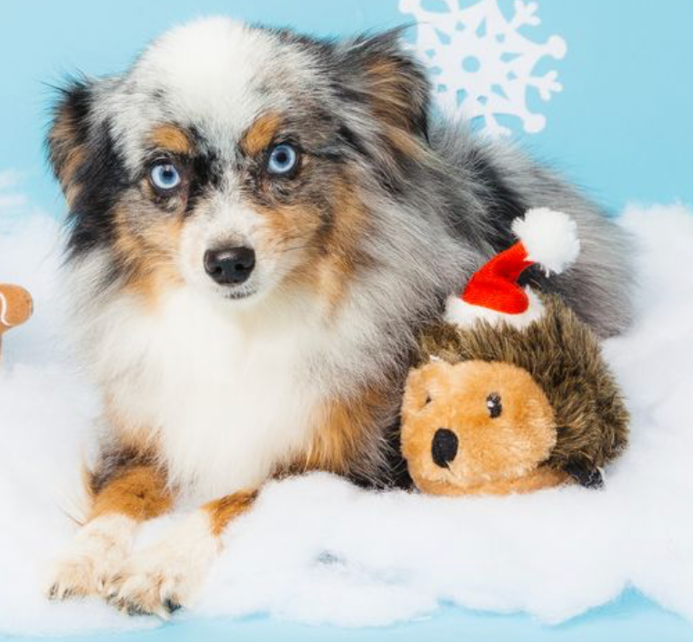 ZippyPaws – Großhandel Plüschtier – Hund – Holiday Hedgehog – Weihnachtsspielzeug für Hunde5