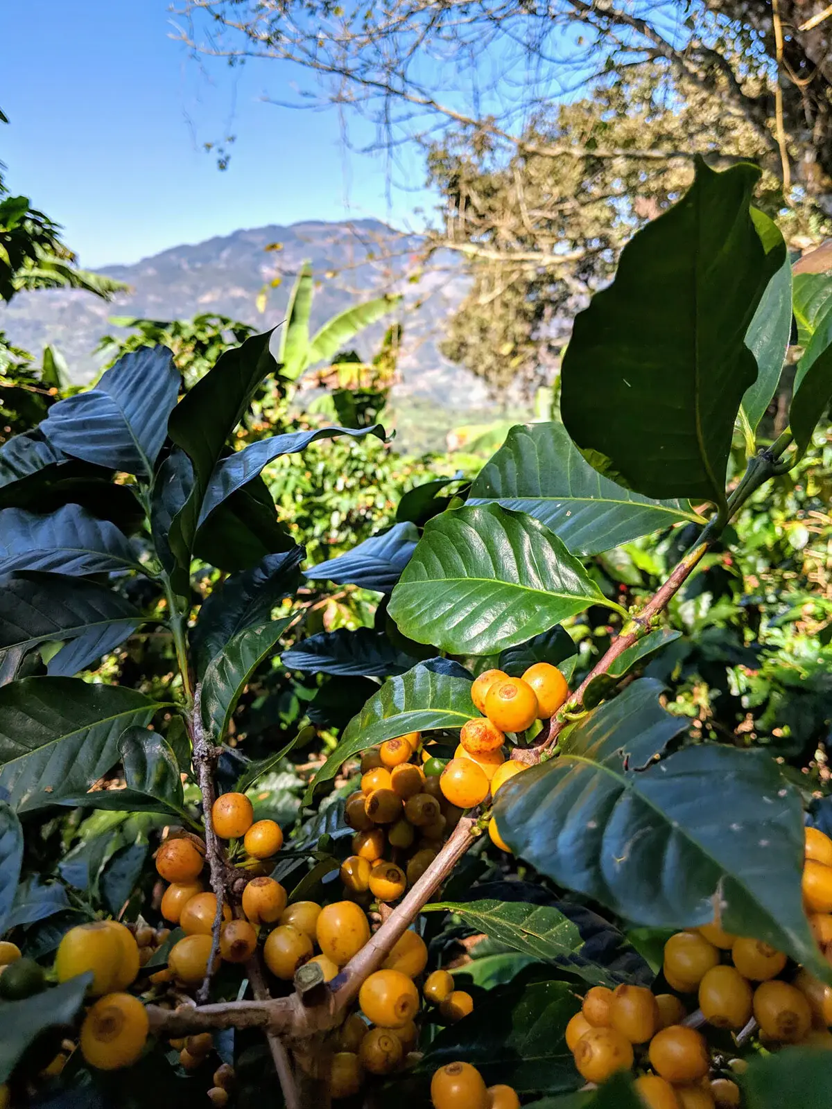 Methodical Coffee & Tea – wholesale Coffee beans – Guatemala, Finca Liquidambar1