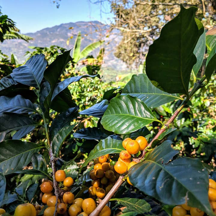 Methodical Coffee & Tea – wholesale Coffee beans – Guatemala, Finca Liquidambar1