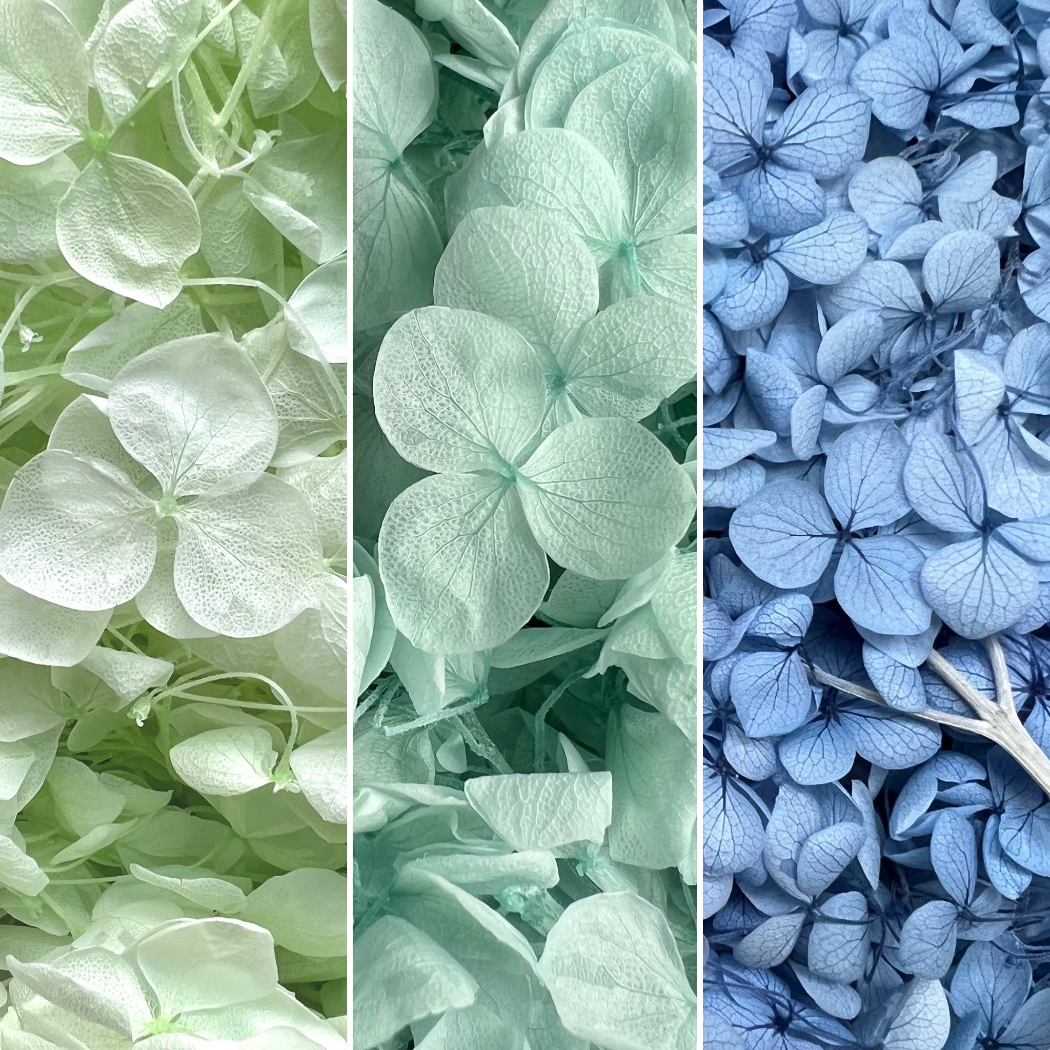 Flowery Work - Wholesale Dried/Pressed Flowers - 30 Colours Preserved & Dried Boxed Hydrangea Flower 30g1