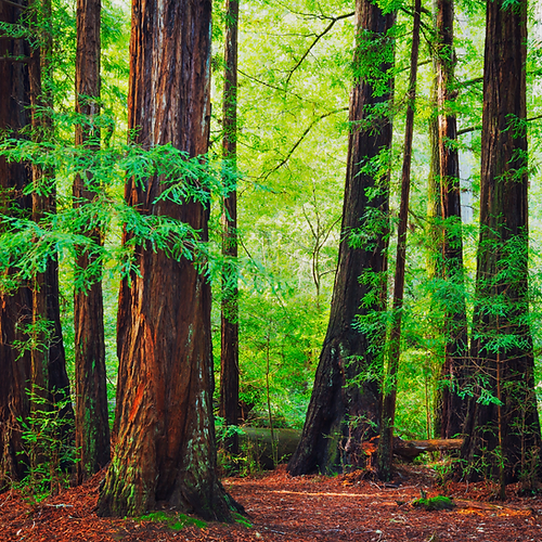 Indigo Scents Candle Co. - Wholesale Floor Cleaner - Mahogany Woods Mop Soap   2