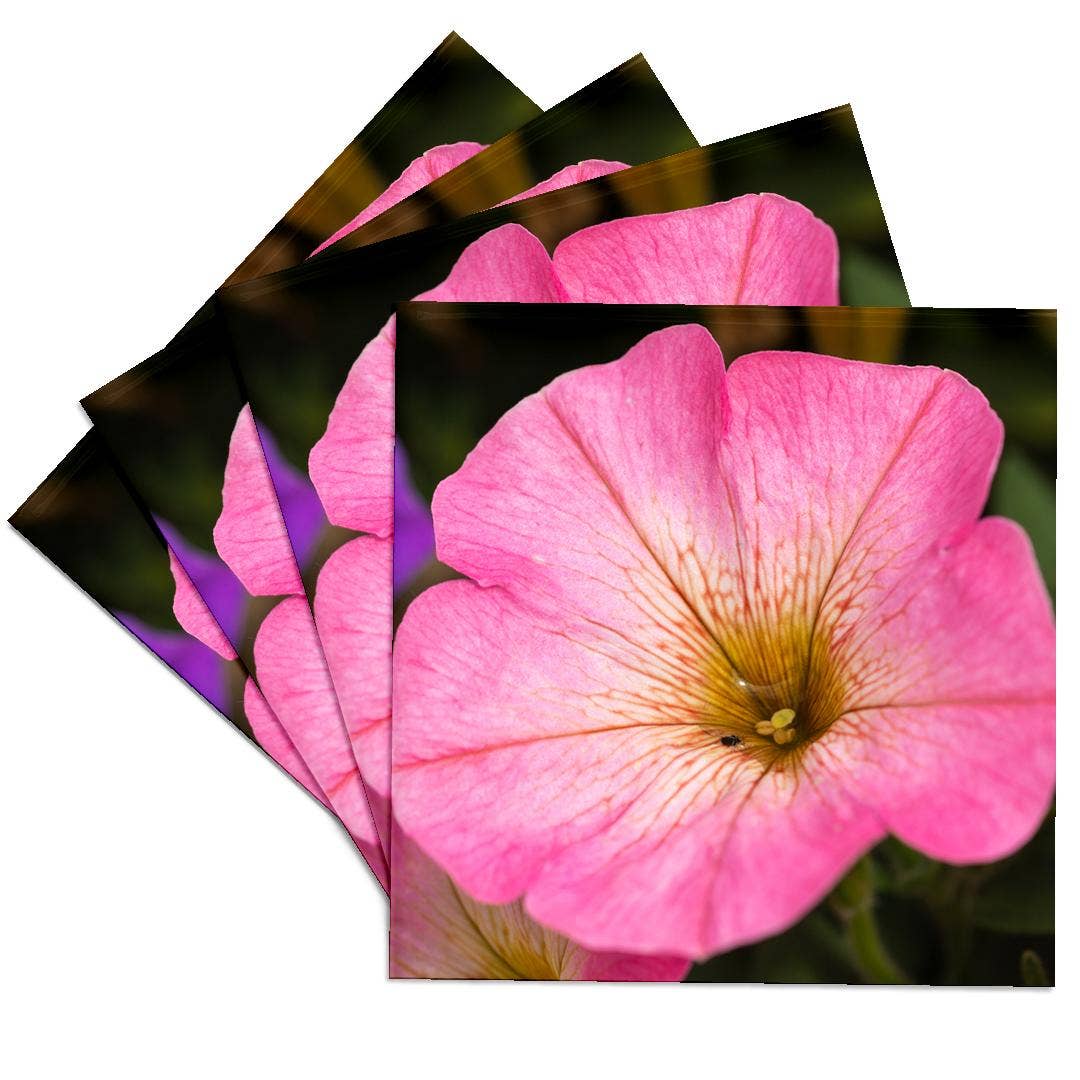 3dRose – wholesale Coasters – 3dRose, Pink petunia flower. A bug drinks rainwater from inside the plant, Coaster0