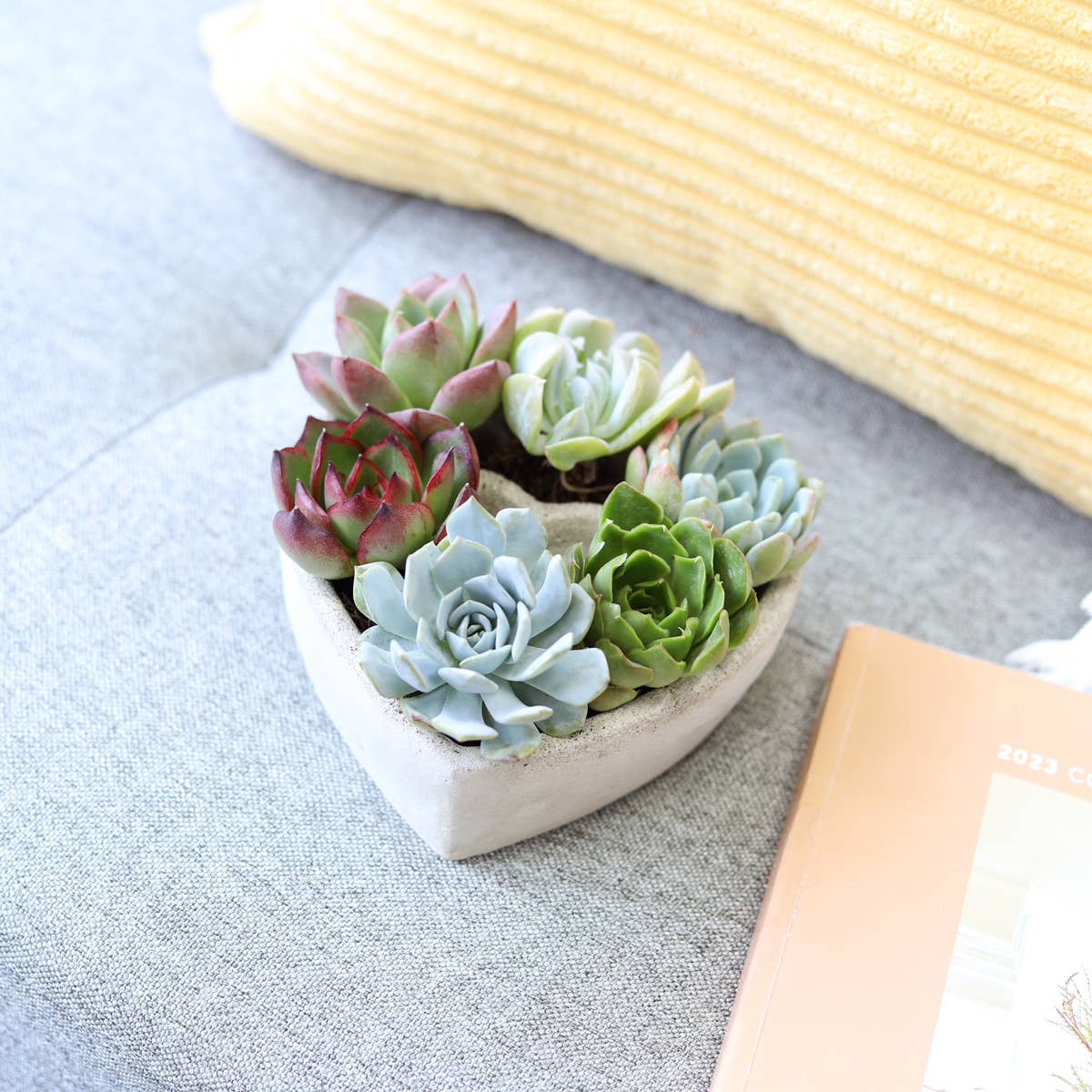 Best Plant Friend - Wholesale Succulent - Succulent Heart Arrangement - Succulent Gift Decor Ideas5