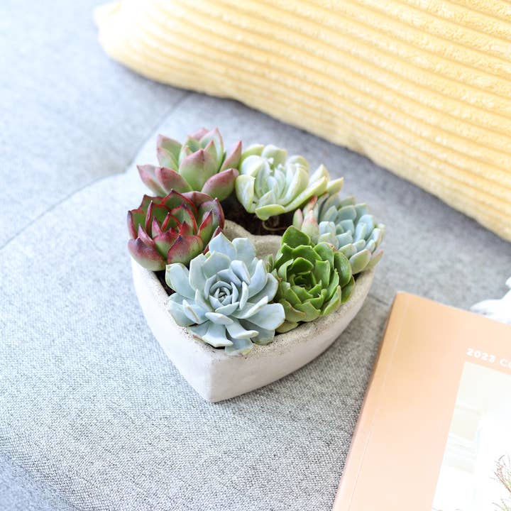 Best Plant Friend - Wholesale Succulent - Succulent Heart Arrangement - Succulent Gift Decor Ideas5