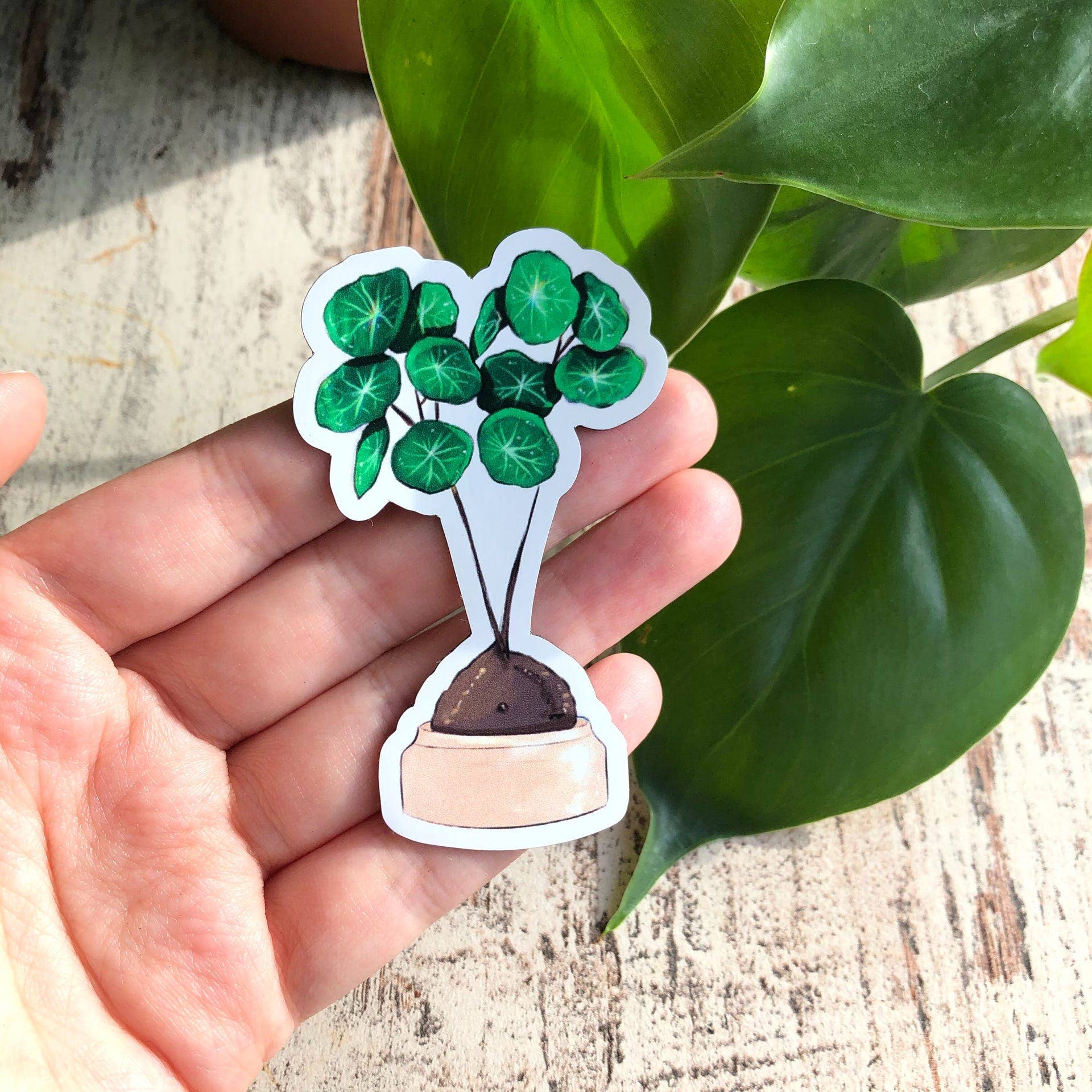 plantyintroverts - Wholesale Magnet - Magnet - Stephania Erecta, Plantlover, houseplant