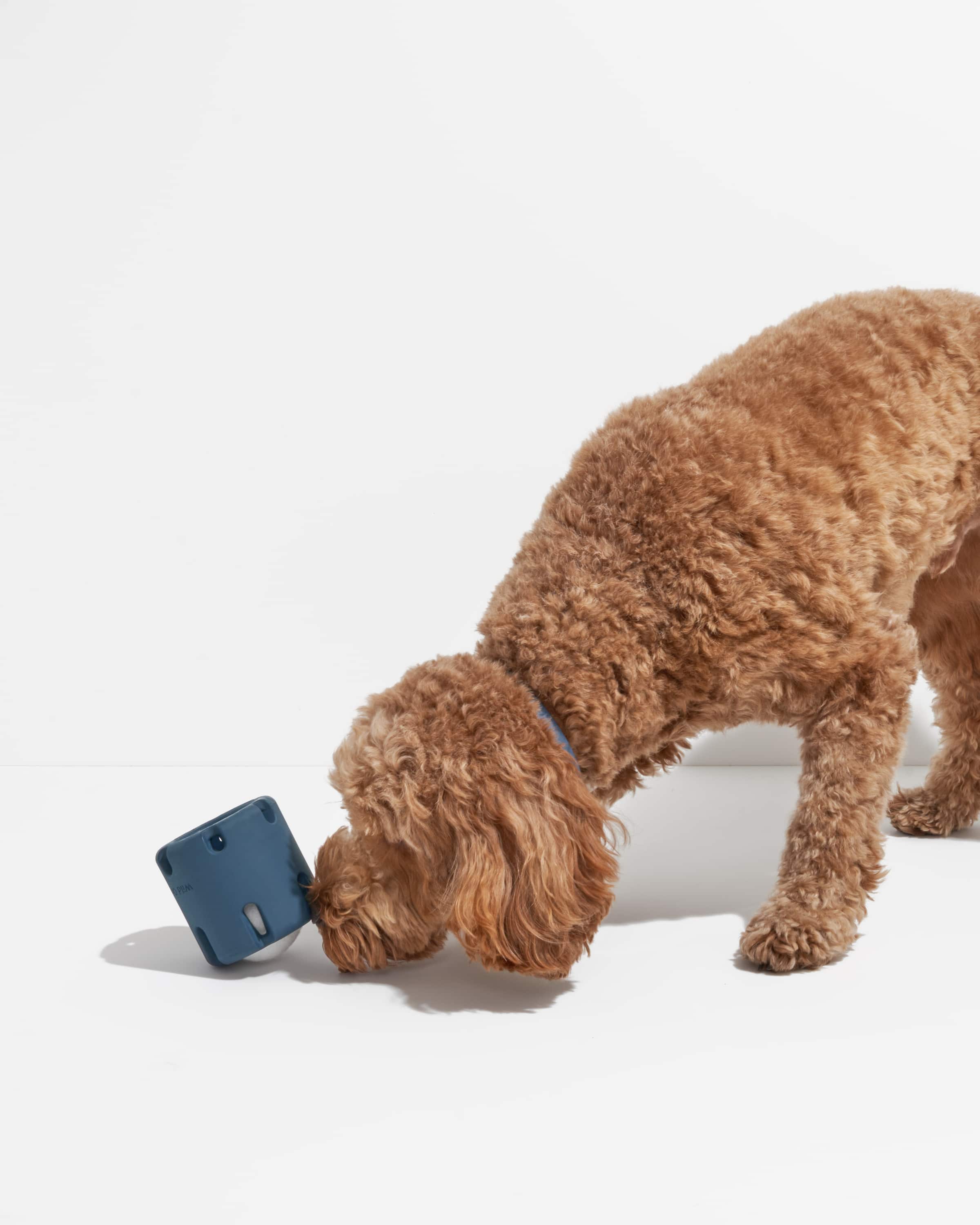 Wild One – Brinquedo - Cão por atacado – Queda de Ténis3