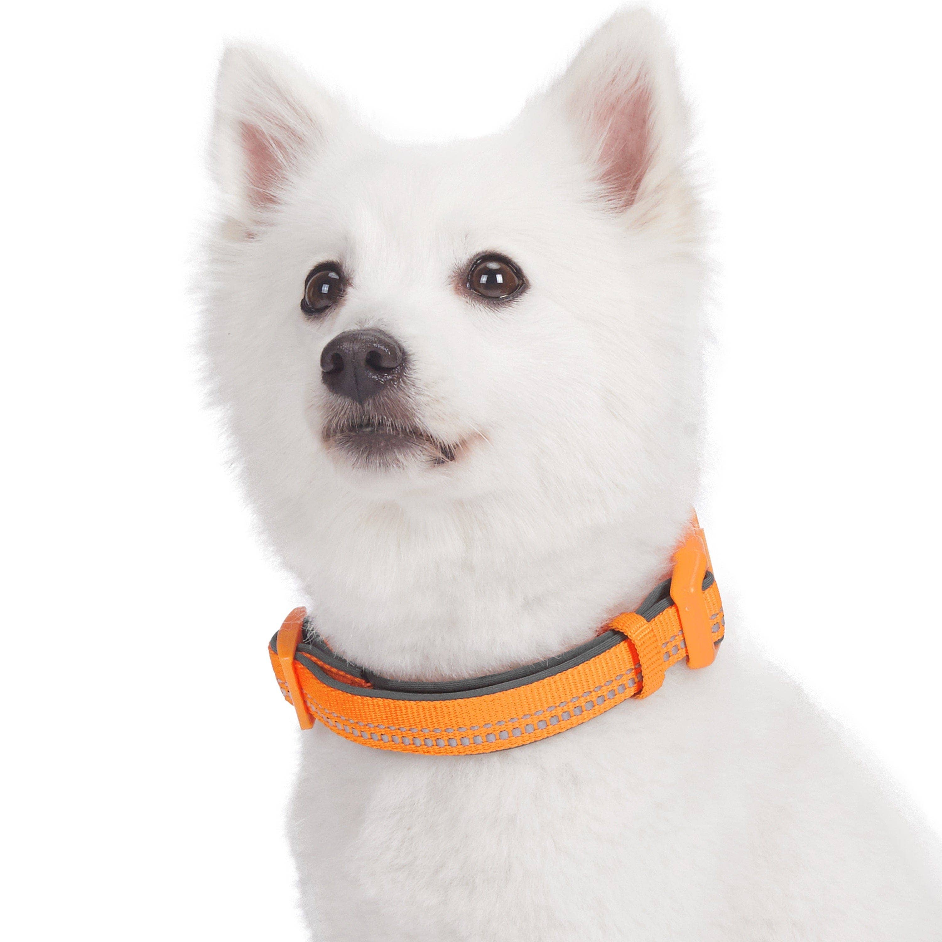 Blueberry Pet - Vente Collier – chien - Collier de sécurité rembourré en néoprène souple réfléchissant 3M59