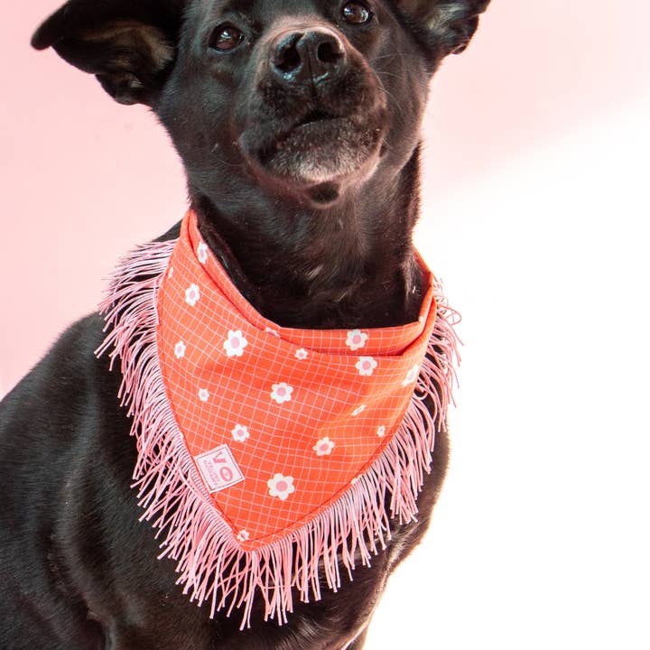 Velvet Outlaw - Wholesale Pet Bandana - Dog - Valentines Groovy Floral with Pink Fringe Dog Bandana