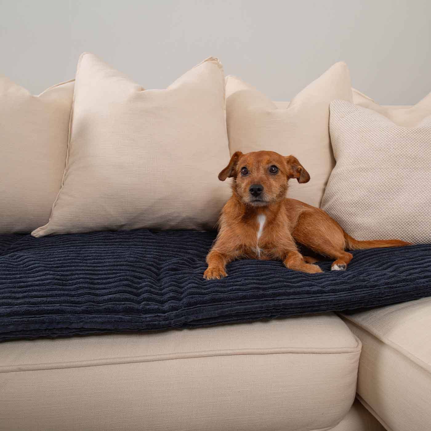 Navy pluche Sofahoes Navy Essentials Plush van Lords & Labradors voor groothandel op Faire11