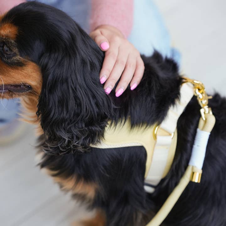 Cavology - Wholesale Pet Harness - Dog - DOG HARNESS STEP IN EASY-O - Butter Yellow4