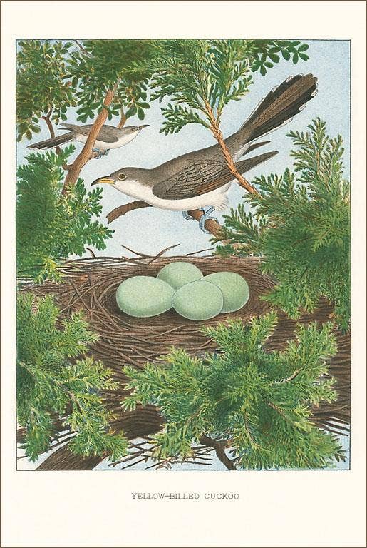 Found Image Press - Wholesale Sticker - Sticker BD-232 Yellow-Billed Cuckoo0