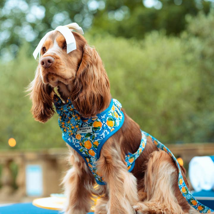 Cocopup London - Wholesale Pet Harness - Dog - Amalfi Lemon Adjustable Neck HARNESS