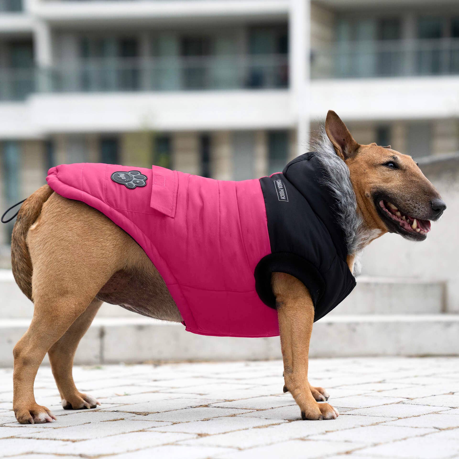 Canada Pooch - Vendita all'ingrosso Cappotto - Cani - Parka invernale True North per cani14