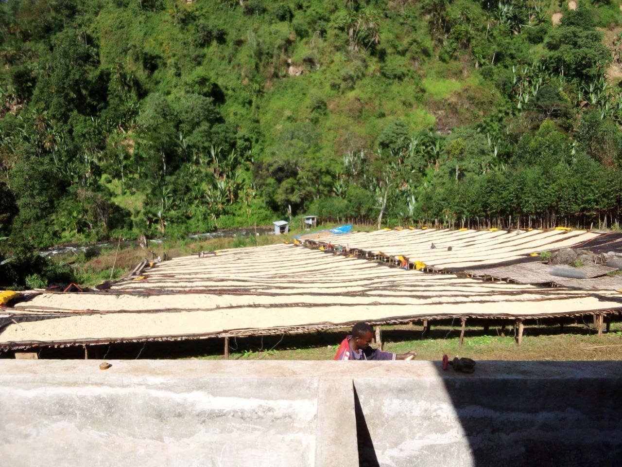 Superlost Coffee – Großhandel Kaffeebohnen – Übernatürlich | Goro Muda - Guji, Äthiopien Naturbelassen3