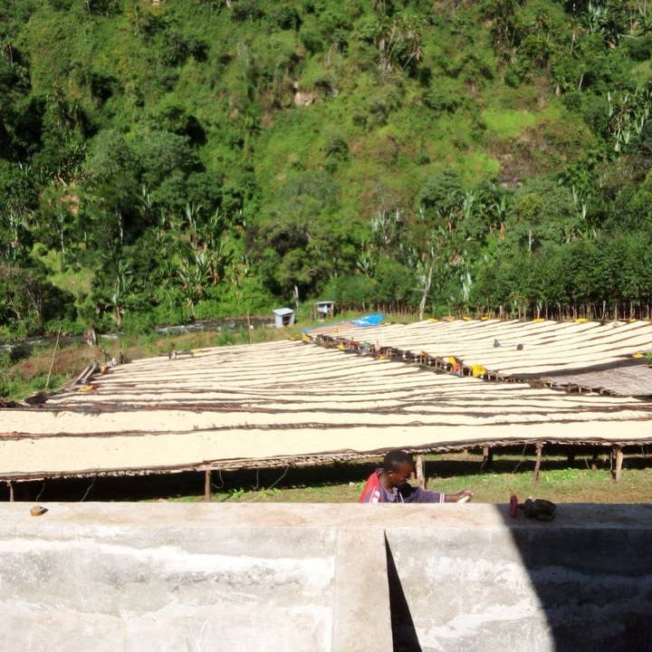 Superlost Coffee – Großhandel Kaffeebohnen – Übernatürlich | Goro Muda - Guji, Äthiopien Naturbelassen3