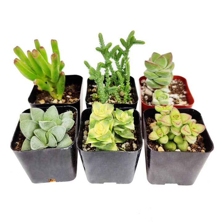 Pack de 6 Crassula & Jade Succulent, 6 Variétés, 2 pouces pour la vente par Best Plant Friend