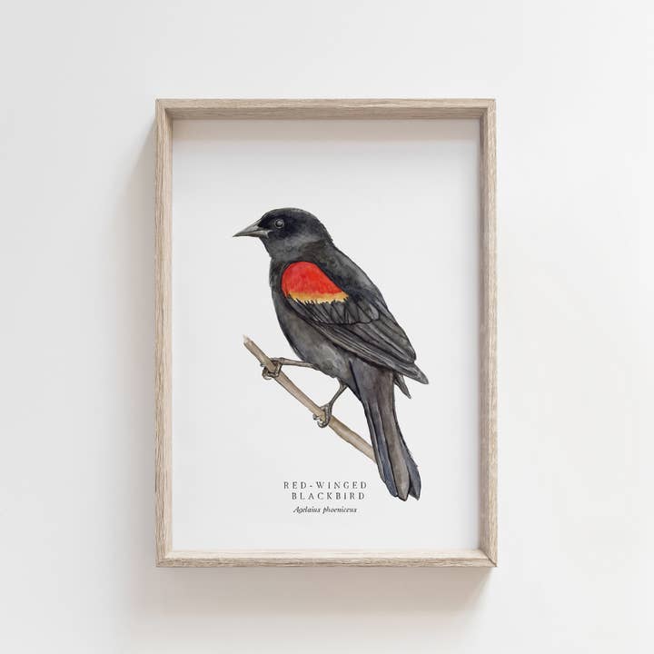 Feed & Dwell - Wholesale Art Print - Red-Winged Blackbird Watercolor Print | Bird Wall Art