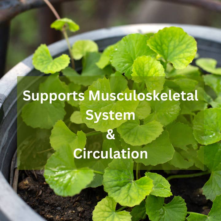 Olon Bue - Wholesale Tincture - Gotu kola (Centella asiatica) Extract Drops 1oz 2