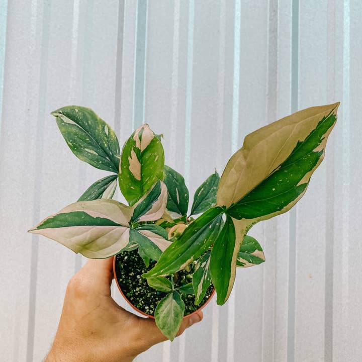 BWH Plant Co - Wholesale Live Plant - 4" Syngonium 'Pink Splash'