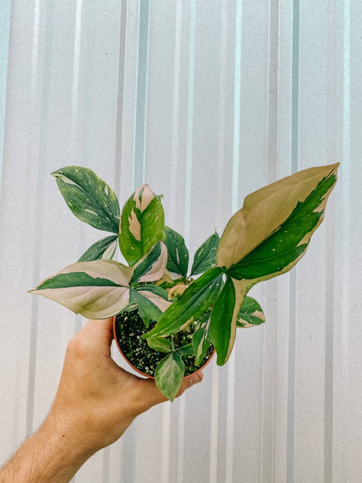 4" Syngonium 'Pink Splash' for wholesale by BWH Plant Co