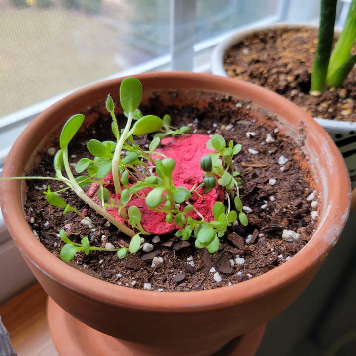 Franky and J. Designs - Wholesale Plant seeds - Rainbow Seeded Paper Hearts3