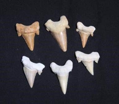 Darlene's Shells - Wholesale Decorative Tabletop Object - SHARK TEETH BROWN0