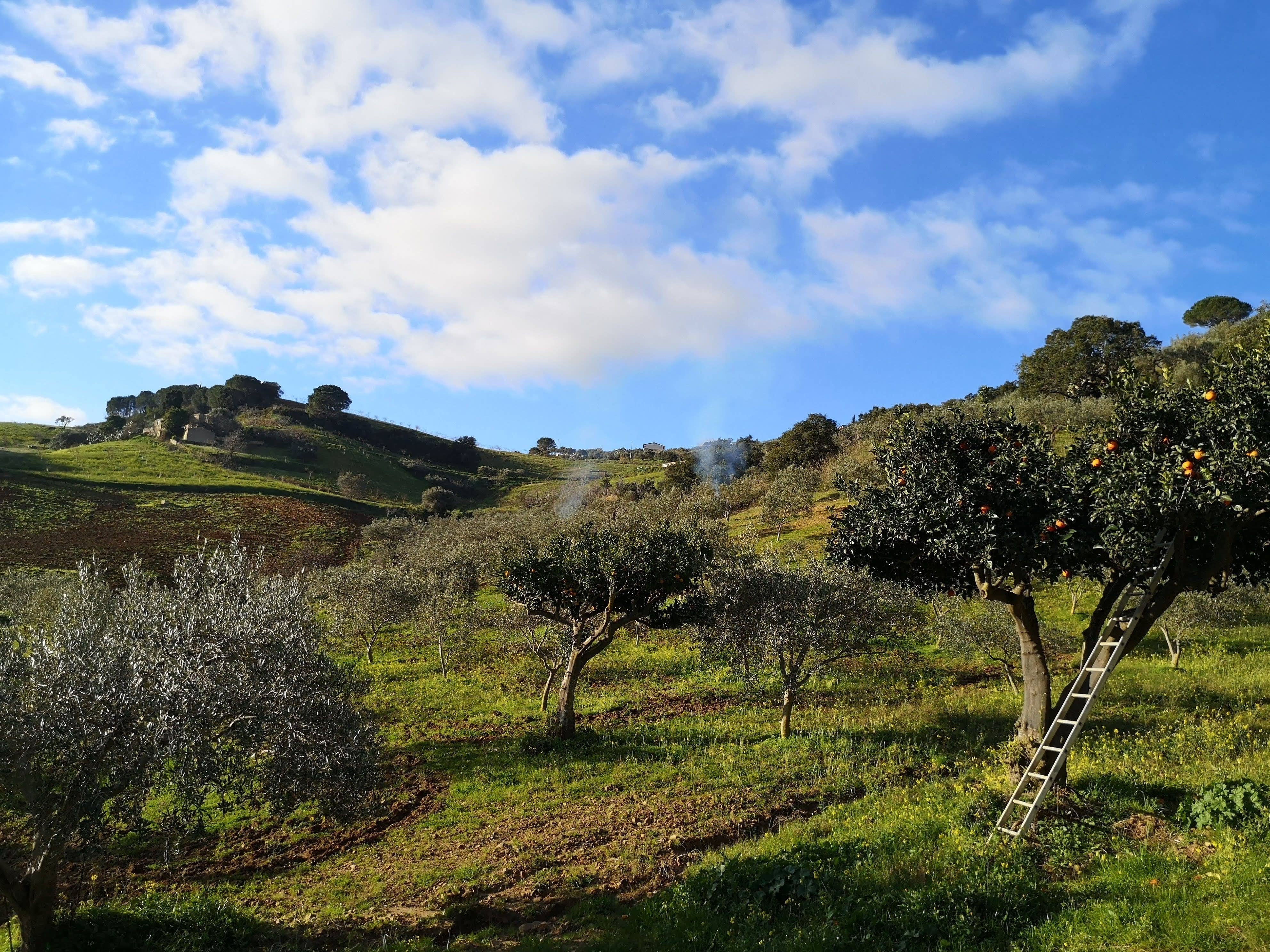 Angimbeoliveoil - Vendita all'ingrosso Olio d'oliva - Organic extra virgin olive oil  Natures 500 ml7