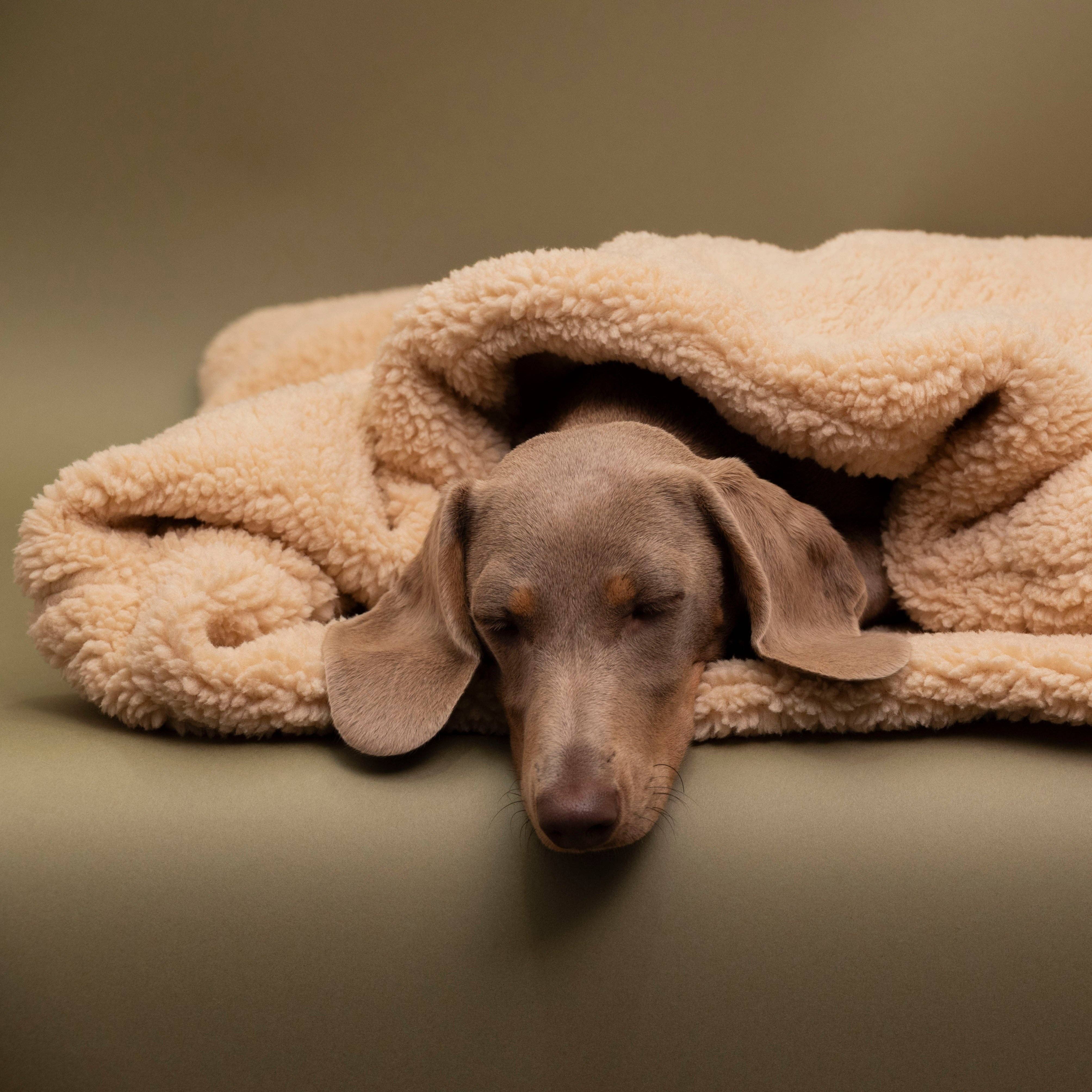 Trimmi – Engroshandel Seng - Hund – Teddy kram sovepose beige4