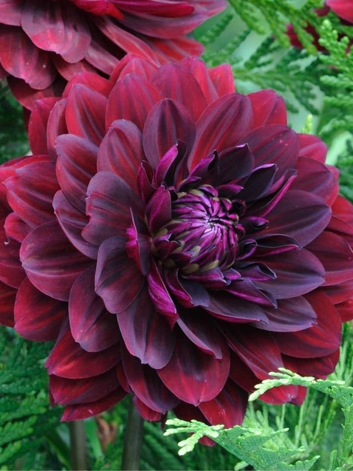 Dahlie für den Großhandel von Sementi & Barbatelle