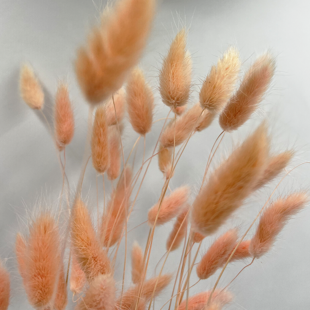 2626 Designs - Wholesale Dried/Pressed Flowers - Bunch Dried Bunny Tails Grass-20-24"  apx 1 oz21