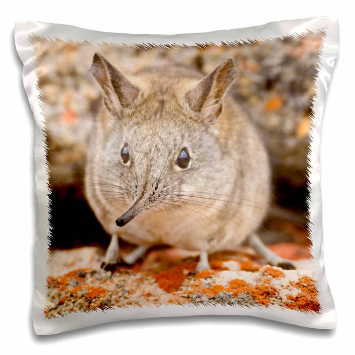 3dRose, Kapspetsmus, Bushmans Kloof, Sydafrika-AF42 RBE0002 - Ralph H. Bendjebar, Kuddfodral för wholesale av 3dRose