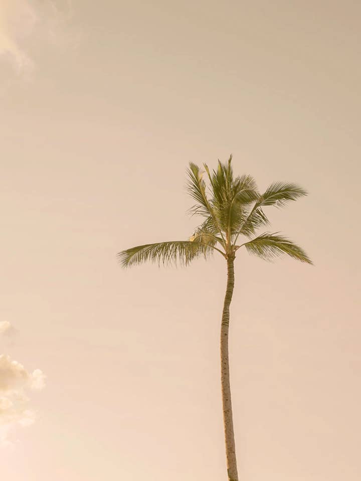 Palma Solitaria nº 1 para venta al por mayor de Wilder California