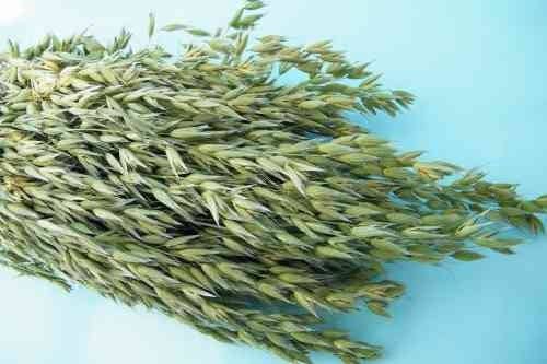 Daisy Gifts Ltd – wholesale Dried/pressed flowers – British Dried Avena Oats Bunch For Arrangements And Crafts1