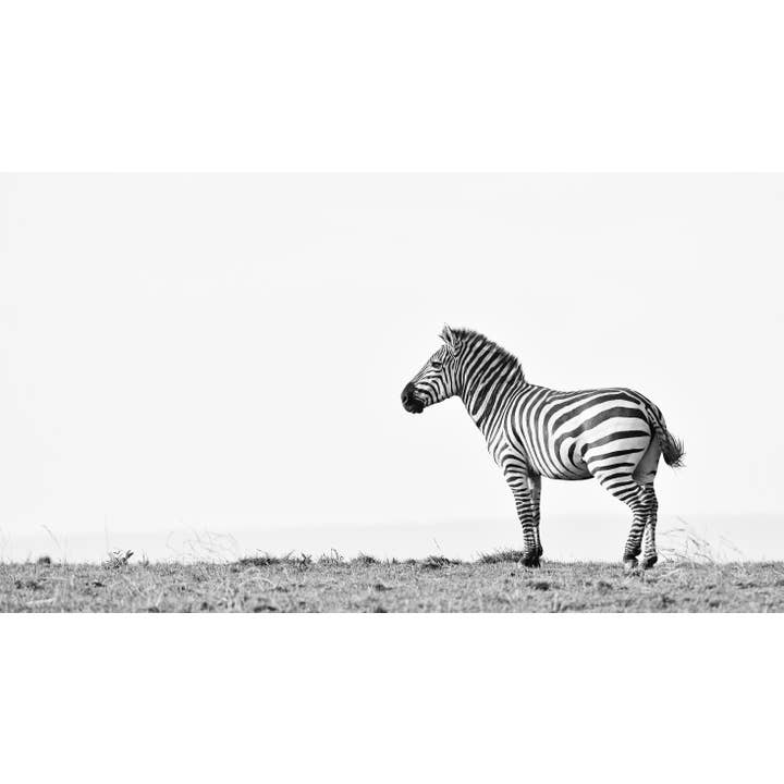 Zebra Simplicity pour la vente par Sam Hankss Photography