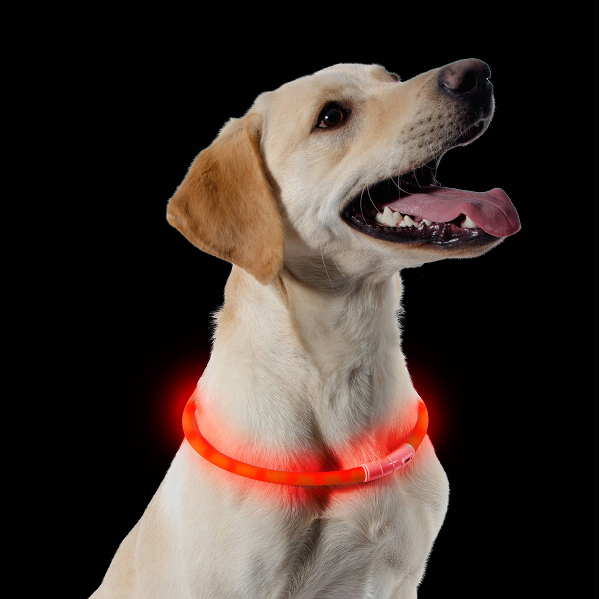 Ancol Pet Products Ltd – wholesale Pet collar – Dog – Rechargeable Flashing Band - 3 colours available1