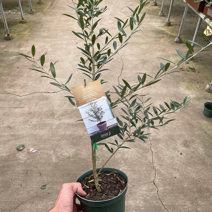 Common Olive Tree (Olea europaea) - 6 Inch pot for wholesale by House Plant Wholesale