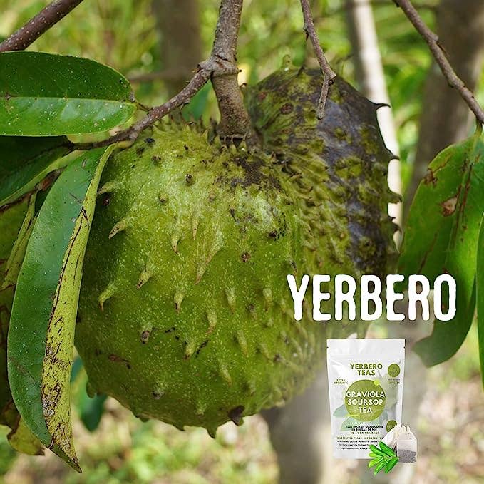 YERBERO - Wholesale Tea Bags - Yerbero - Pure Graviola Soursop Leaf Tea 30 Tea Bags 1gr (0.03oz) - Net WT 30gr (1.3oz) | Hoja Guanabana