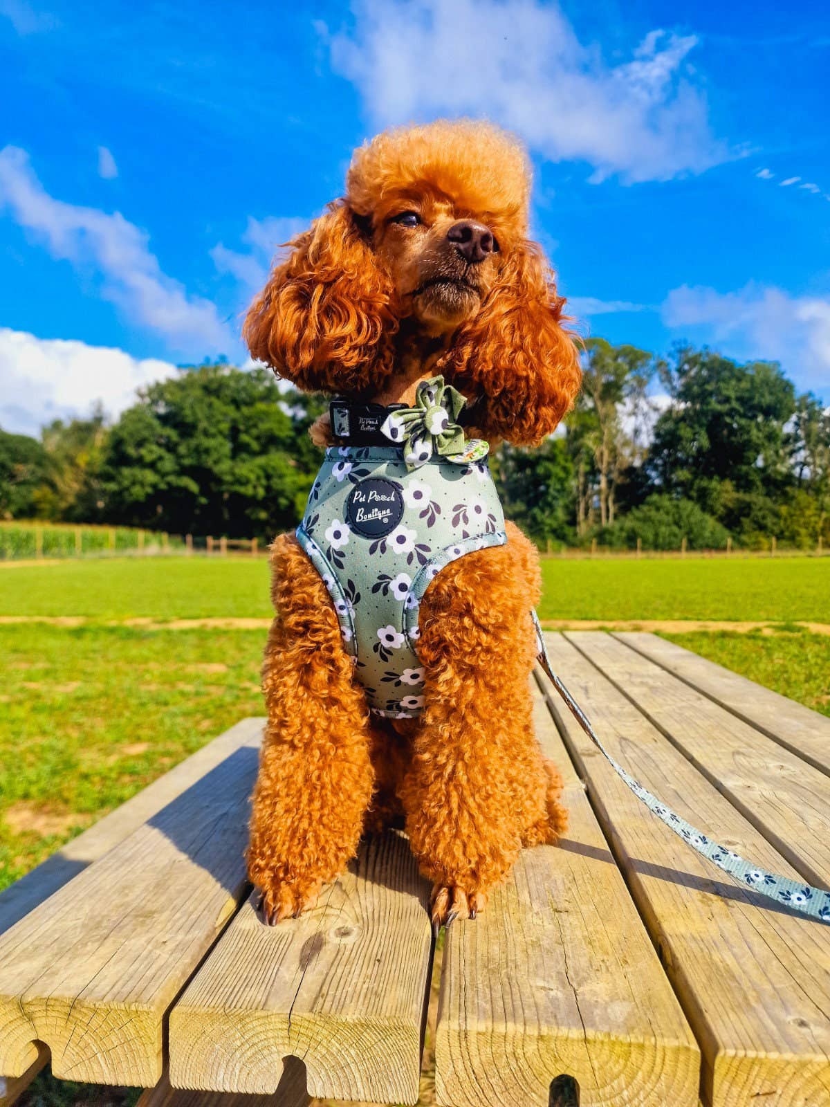 Pet Pooch Boutique – Arnês – Cão por atacado – Arnês Cão Green Meadow Daisy com Acessórios (floral)2